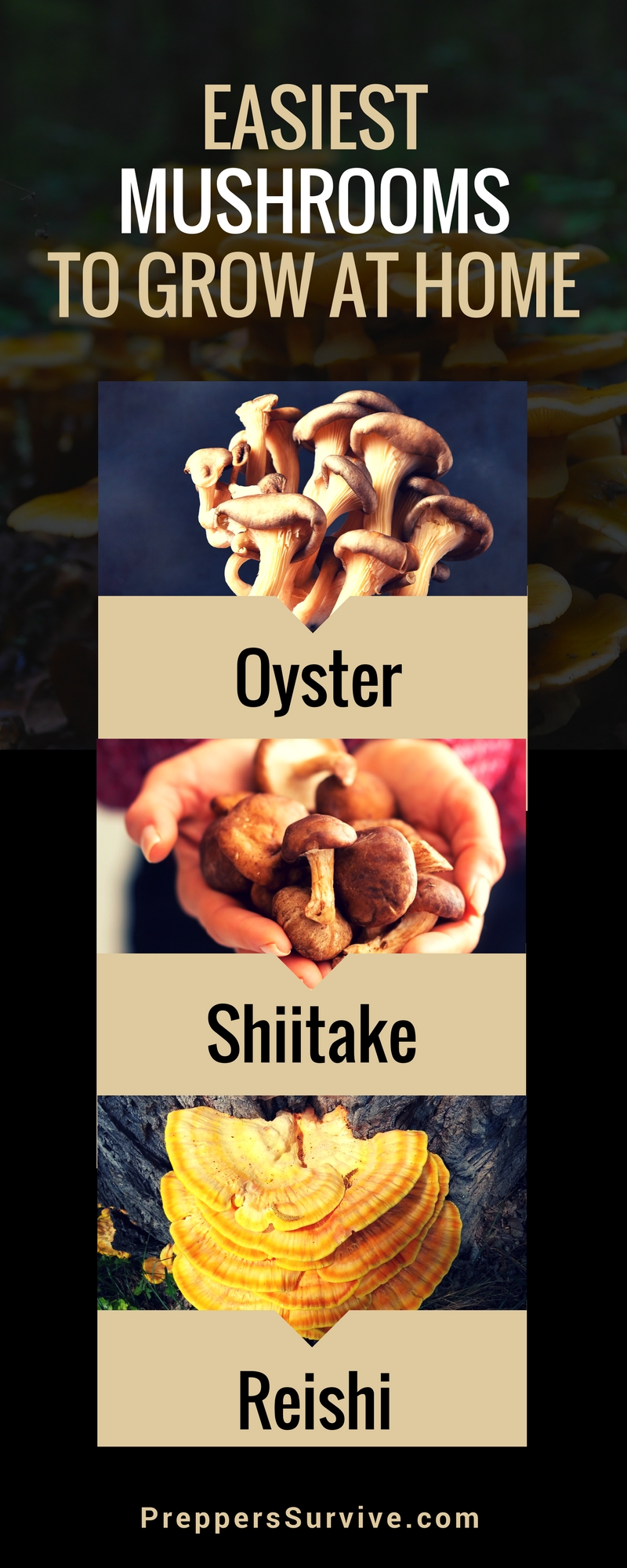 How to Grow Edible Mushrooms - Survival Prepper